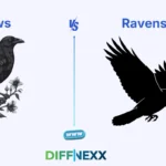 difference between crows and ravens