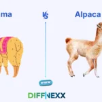 difference between llama and alpaca