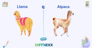 difference between llama and alpaca
