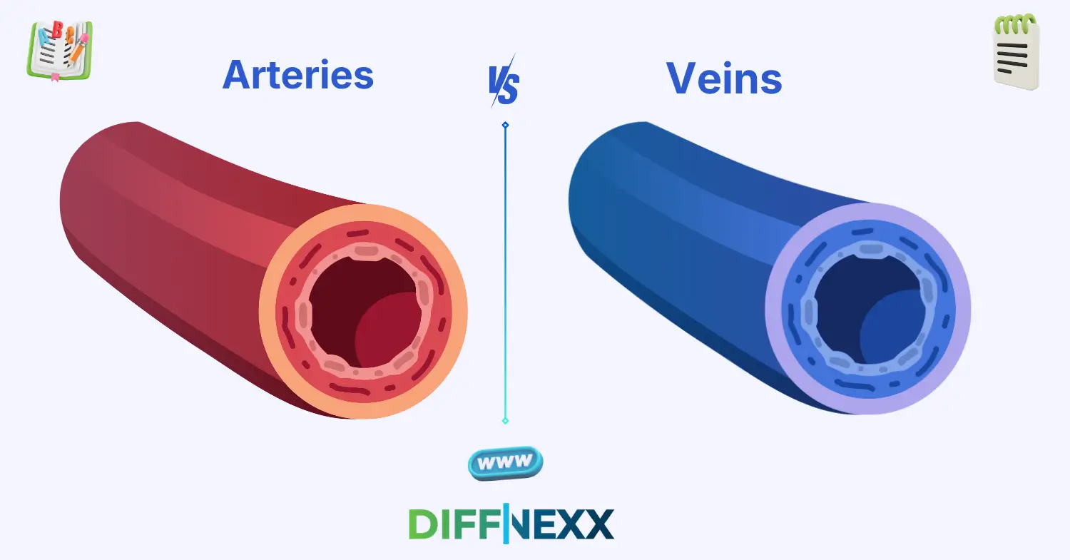 difference between arteries and veins