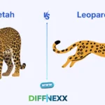 difference between cheetah and leopard