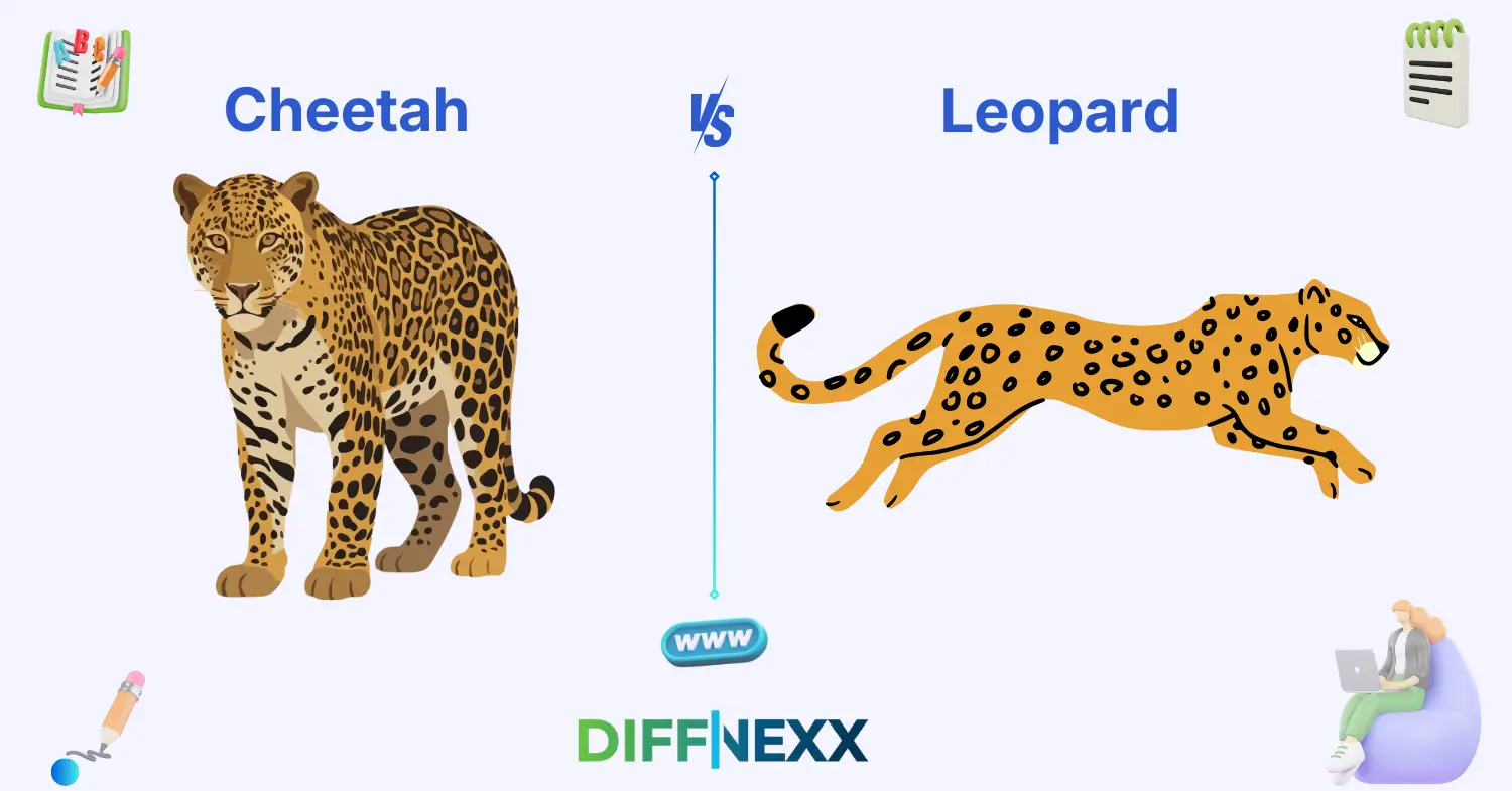 difference between cheetah and leopard