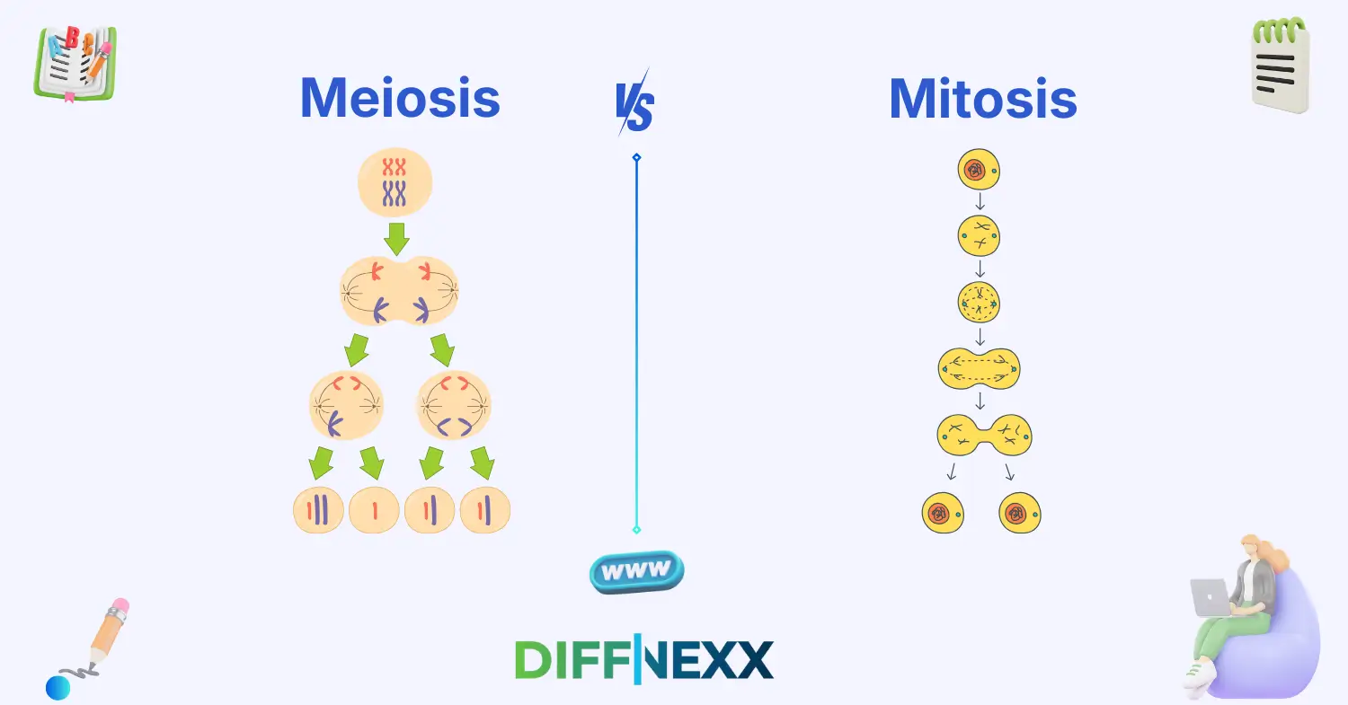 difference between meiosis and mitosis