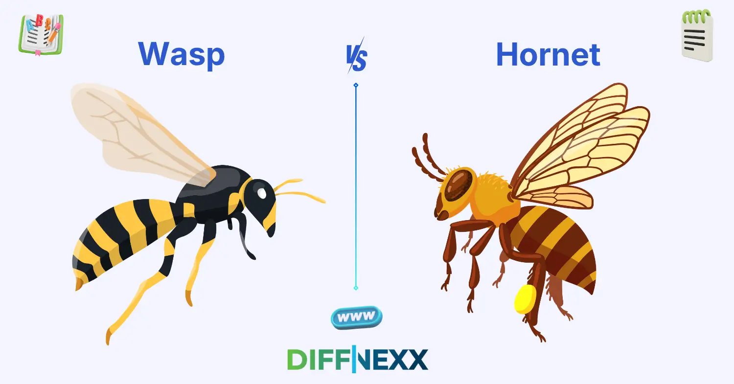 difference between wasp and hornet