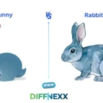 difference between bunny and rabbit