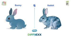 difference between bunny and rabbit
