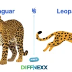 difference between jaguar and leopard