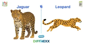 difference between jaguar and leopard