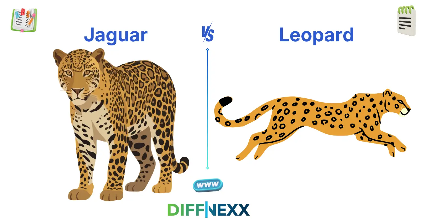 difference between jaguar and leopard