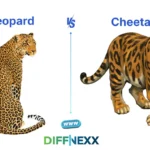 difference between leopard and cheetah