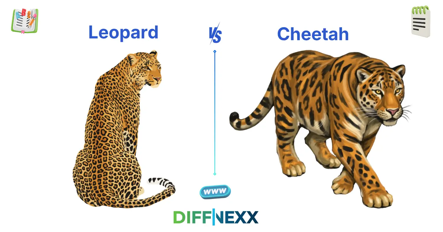 difference between leopard and cheetah