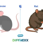 difference between mouse and rat